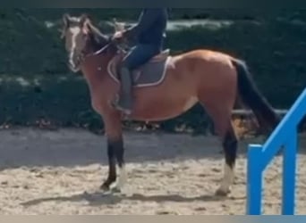 Zangersheide, Giumenta, 3 Anni, 164 cm, Baio