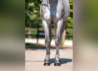 Zangersheide, Giumenta, 3 Anni, 164 cm