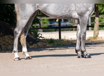 Zangersheide, Giumenta, 3 Anni, 164 cm