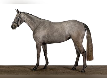 Zangersheide, Giumenta, 3 Anni, 164 cm, Grigio