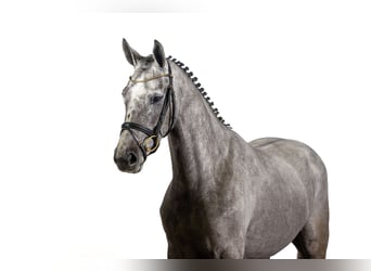 Zangersheide, Giumenta, 3 Anni, 164 cm, Grigio