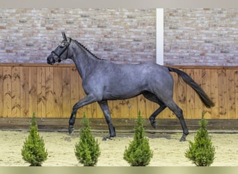 Zangersheide, Giumenta, 3 Anni, 164 cm, Grigio