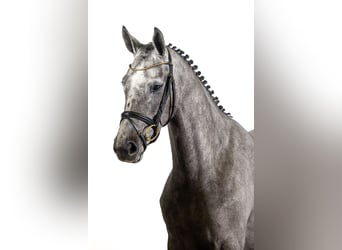 Zangersheide, Giumenta, 3 Anni, 164 cm, Grigio