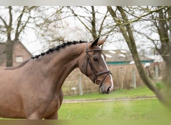 Zangersheide, Giumenta, 3 Anni, 165 cm, Baio