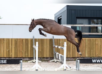 Zangersheide, Giumenta, 3 Anni, 165 cm, Baio