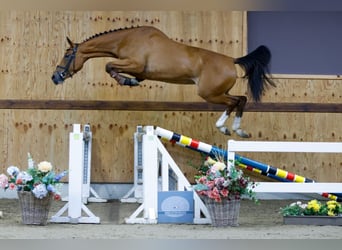 Zangersheide, Giumenta, 3 Anni, 166 cm, Baio