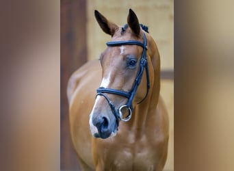 Zangersheide, Giumenta, 3 Anni, 166 cm, Baio