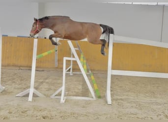 Zangersheide, Giumenta, 3 Anni, 166 cm, Baio ciliegia