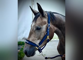 Zangersheide, Giumenta, 3 Anni, 167 cm, Grigio