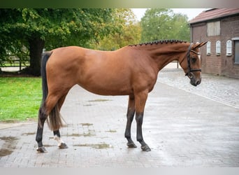 Zangersheide, Giumenta, 3 Anni, 168 cm, Baio