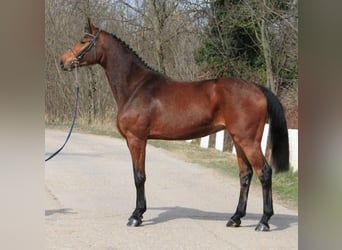 Zangersheide, Giumenta, 3 Anni, 168 cm, Baio