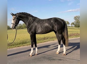 Zangersheide, Giumenta, 3 Anni, 168 cm, Grigio ferro