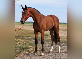 Zangersheide, Giumenta, 3 Anni, 169 cm, Baio