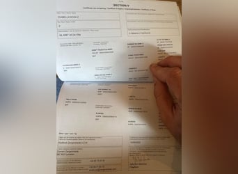 Zangersheide, Giumenta, 3 Anni, 169 cm, Baio