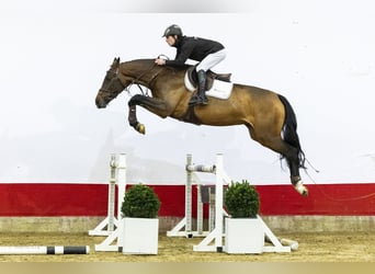 Zangersheide, Giumenta, 3 Anni, 169 cm, Baio