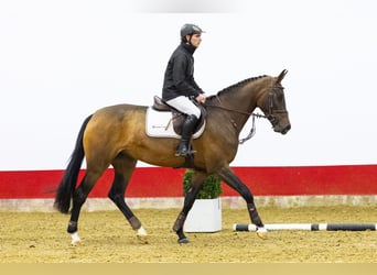 Zangersheide, Giumenta, 3 Anni, 169 cm, Baio