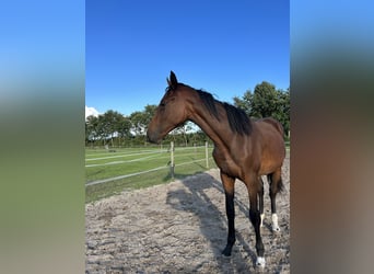 Zangersheide, Giumenta, 3 Anni, 170 cm, Baio