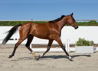 Zangersheide, Giumenta, 3 Anni, 171 cm, Baio