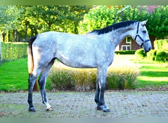 Zangersheide, Giumenta, 3 Anni, 171 cm, Grigio