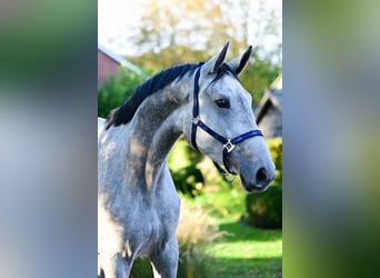 Zangersheide, Giumenta, 3 Anni, 171 cm, Grigio