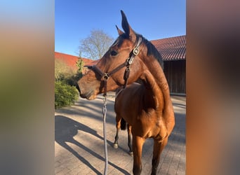 Zangersheide, Giumenta, 3 Anni, 172 cm, Baio