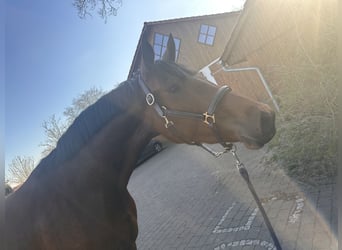 Zangersheide, Giumenta, 3 Anni, 172 cm, Baio
