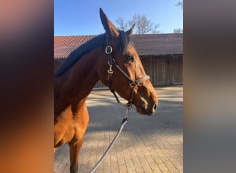 Zangersheide, Giumenta, 3 Anni, 172 cm, Baio
