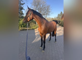 Zangersheide, Giumenta, 3 Anni, 172 cm, Baio
