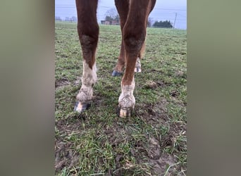 Zangersheide, Giumenta, 3 Anni, Sauro