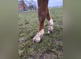 Zangersheide, Giumenta, 3 Anni, Sauro