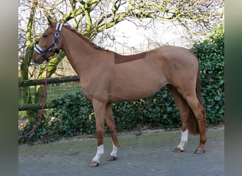 Zangersheide, Giumenta, 4 Anni, 153 cm, Sauro