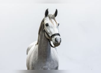 Zangersheide, Giumenta, 4 Anni, 156 cm, Grigio