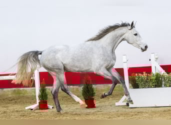 Zangersheide, Giumenta, 4 Anni, 156 cm, Grigio