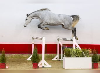 Zangersheide, Giumenta, 4 Anni, 156 cm, Grigio