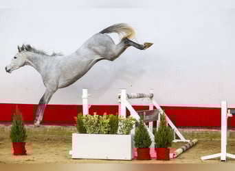 Zangersheide, Giumenta, 4 Anni, 156 cm, Grigio
