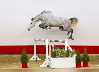 Zangersheide, Giumenta, 4 Anni, 156 cm, Grigio