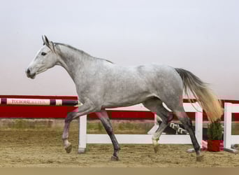 Zangersheide, Giumenta, 4 Anni, 156 cm, Grigio