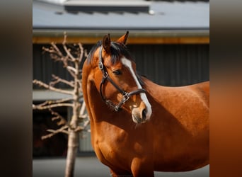 Zangersheide, Giumenta, 4 Anni, 159 cm, Baio