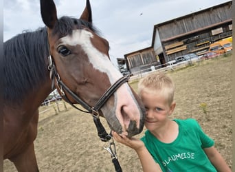 Zangersheide, Giumenta, 4 Anni, 160 cm, Baio