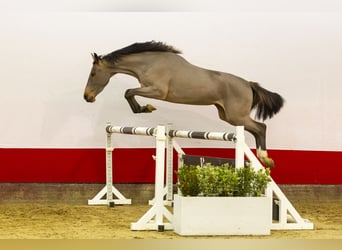 Zangersheide, Giumenta, 4 Anni, 160 cm, Baio