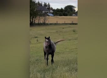 Zangersheide, Giumenta, 4 Anni, 160 cm, Grigio