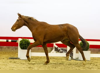 Zangersheide, Giumenta, 4 Anni, 161 cm, Baio