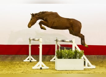 Zangersheide, Giumenta, 4 Anni, 161 cm, Baio