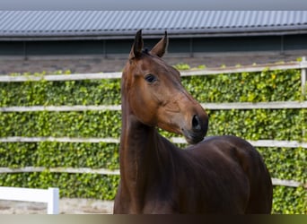 Zangersheide, Giumenta, 4 Anni, 161 cm, Baio scuro