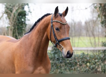 Zangersheide, Giumenta, 4 Anni, 161 cm