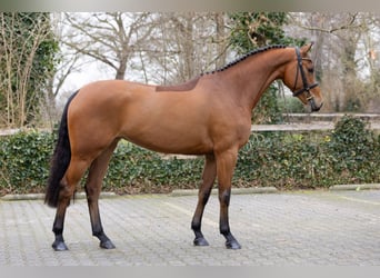 Zangersheide, Giumenta, 4 Anni, 161 cm