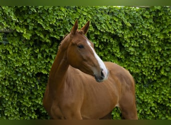 Zangersheide, Giumenta, 4 Anni, 161 cm, Sauro