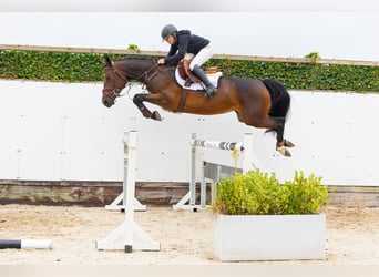 Zangersheide, Giumenta, 4 Anni, 162 cm, Baio scuro