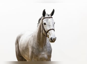 Zangersheide, Giumenta, 4 Anni, 162 cm, Grigio