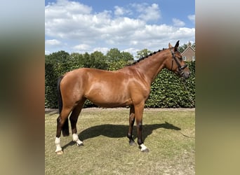 Zangersheide, Giumenta, 4 Anni, 163 cm, Baio